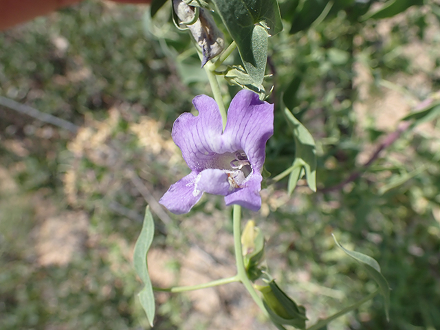 Epixiphium wislizeni (Balloonbush) #88024