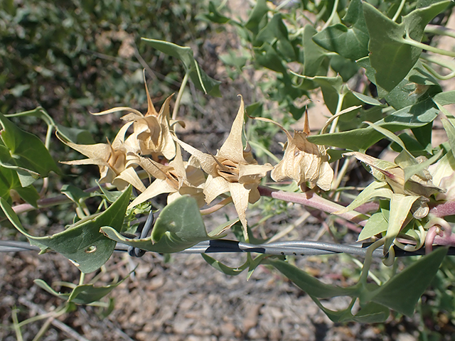 Epixiphium wislizeni (Balloonbush) #88025