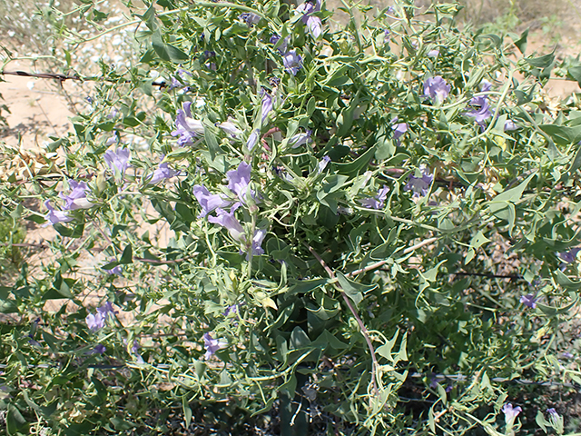 Epixiphium wislizeni (Balloonbush) #88026