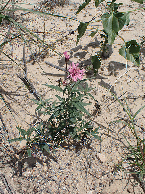 Palafoxia sphacelata (Othake) #88030