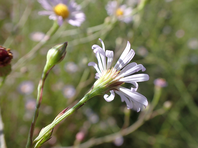 Symphyotrichum divaricatum (Southern annual saltmarsh aster) #89891