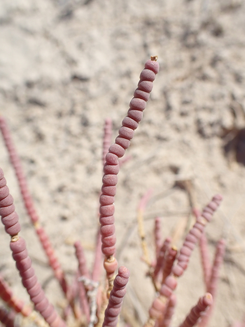 Allenrolfea occidentalis (Iodinebush) #89910