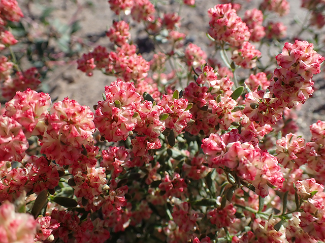 Eriogonum abertianum (Abert's buckwheat) #89921