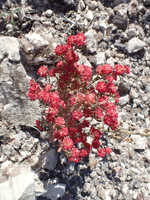 Eriogonum abertianum (Abert's buckwheat) #89923