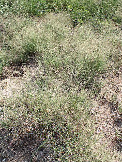 Muhlenbergia arenacea (Ear muhly) #89924