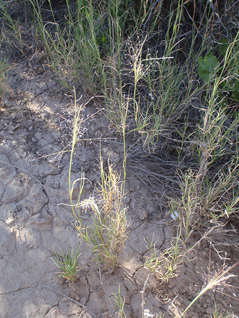 Muhlenbergia arenacea (Ear muhly) #89925