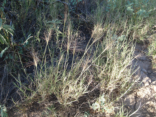 Muhlenbergia arenacea (Ear muhly) #89926