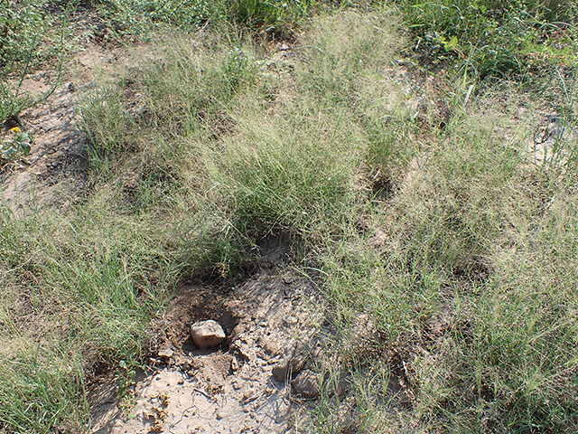 Muhlenbergia arenacea (Ear muhly) #89927