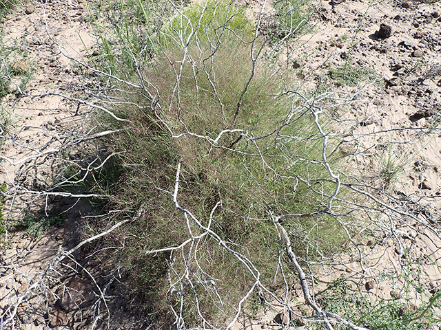 Muhlenbergia porteri (Bush muhly) #89928