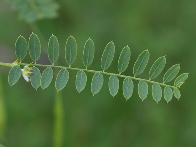 Sesbania vesicaria (Bagpod) #46454