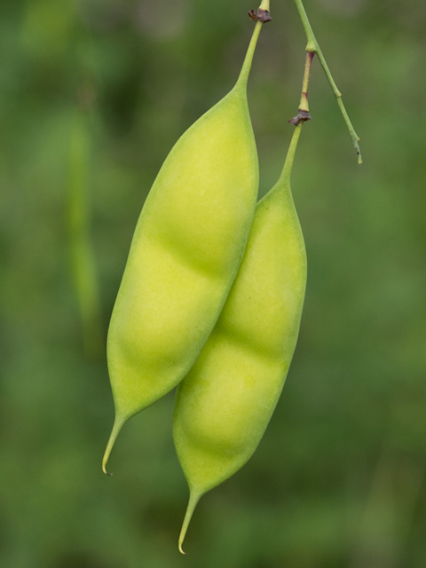 Sesbania vesicaria (Bagpod) #46455