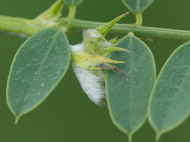 Sesbania vesicaria (Bagpod) #46456