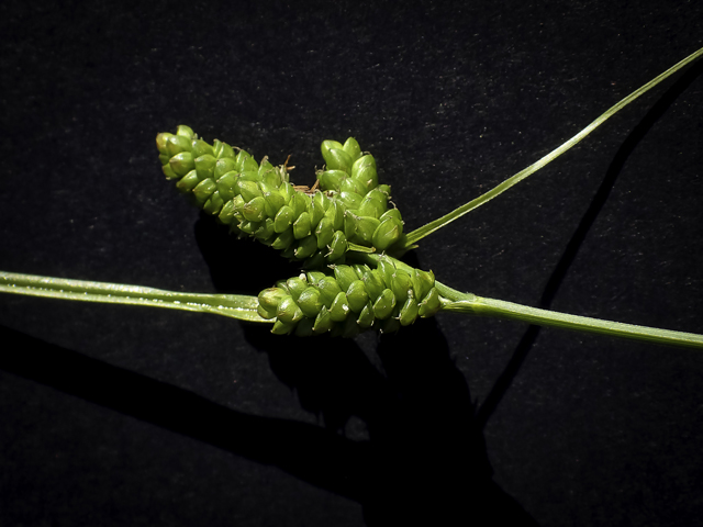 Carex caroliniana (Carolina sedge) #48785