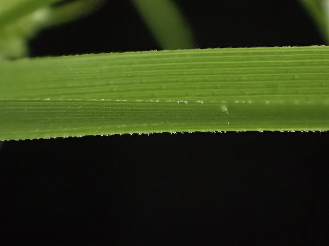 Cyperus pseudovegetus (Marsh flatsedge) #48812