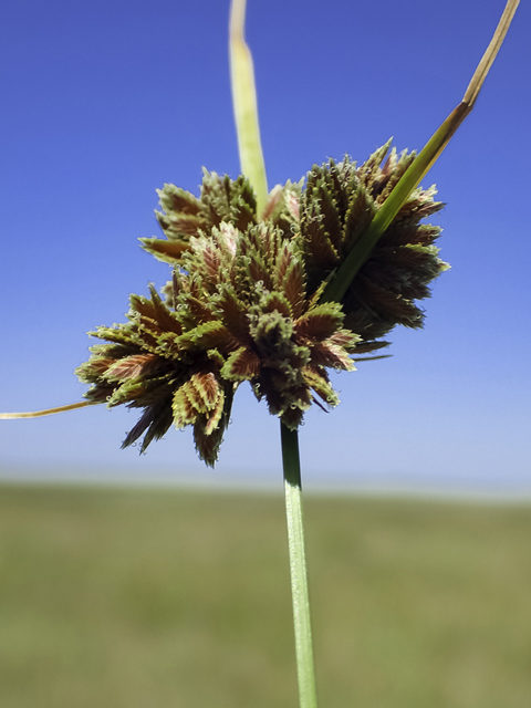 Cyperus reflexus (Bentawn flatsedge) #48813