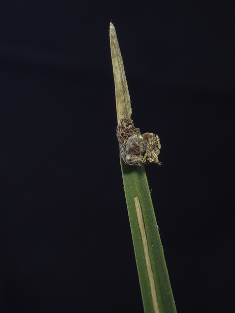 Schoenoplectus americanus (Chairmaker's bulrush) #48863