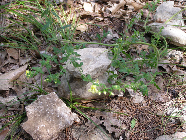 Seymeria texana (Texas blacksenna) #20131